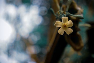 Close-up of yellow flowering plant