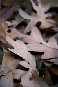 Full frame shot of dry leaves