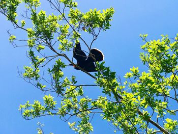 Low angle view of bird perching on tree against clear blue sky