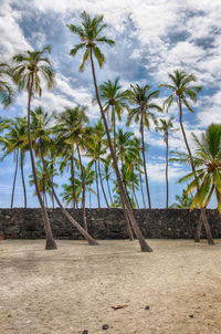 Palm trees on beach against sky