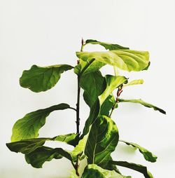 Close-up of leaves on plant against white background