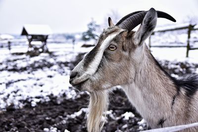 Portrait of giraffe standing on field during winter