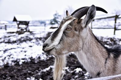 Profile of goat on snowy background