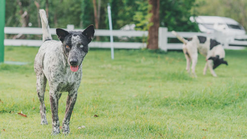 View of a dog on field