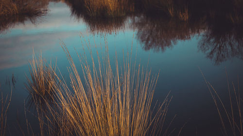 Close-up of grass by lake against sky during sunset