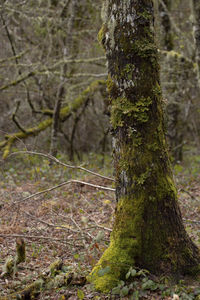 Moss growing on tree trunk in forest