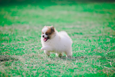 View of a dog on field