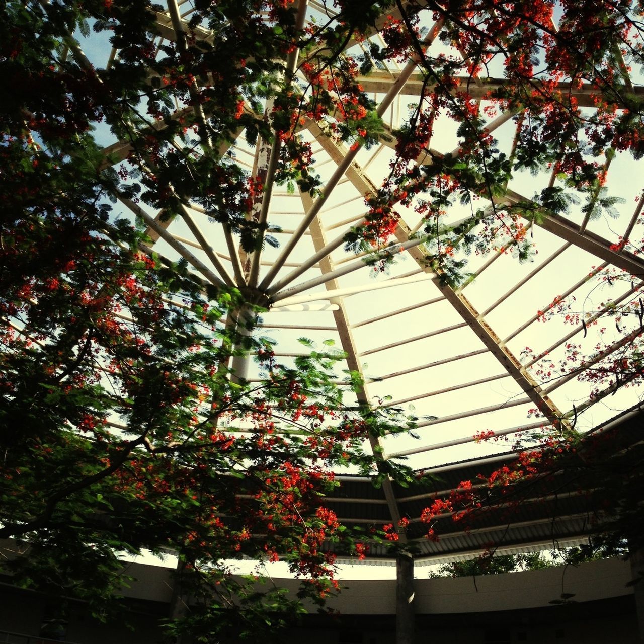 low angle view, architecture, tree, built structure, building exterior, sky, growth, branch, day, building, city, no people, modern, outdoors, glass - material, nature, cloud - sky, roof, architectural feature, hanging