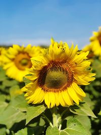 Close-up of yellow sunflowers