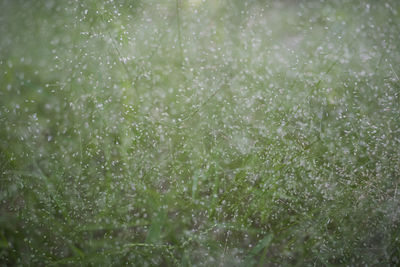 Close-up of wet plants during rainy season