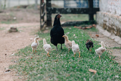 View of birds on field