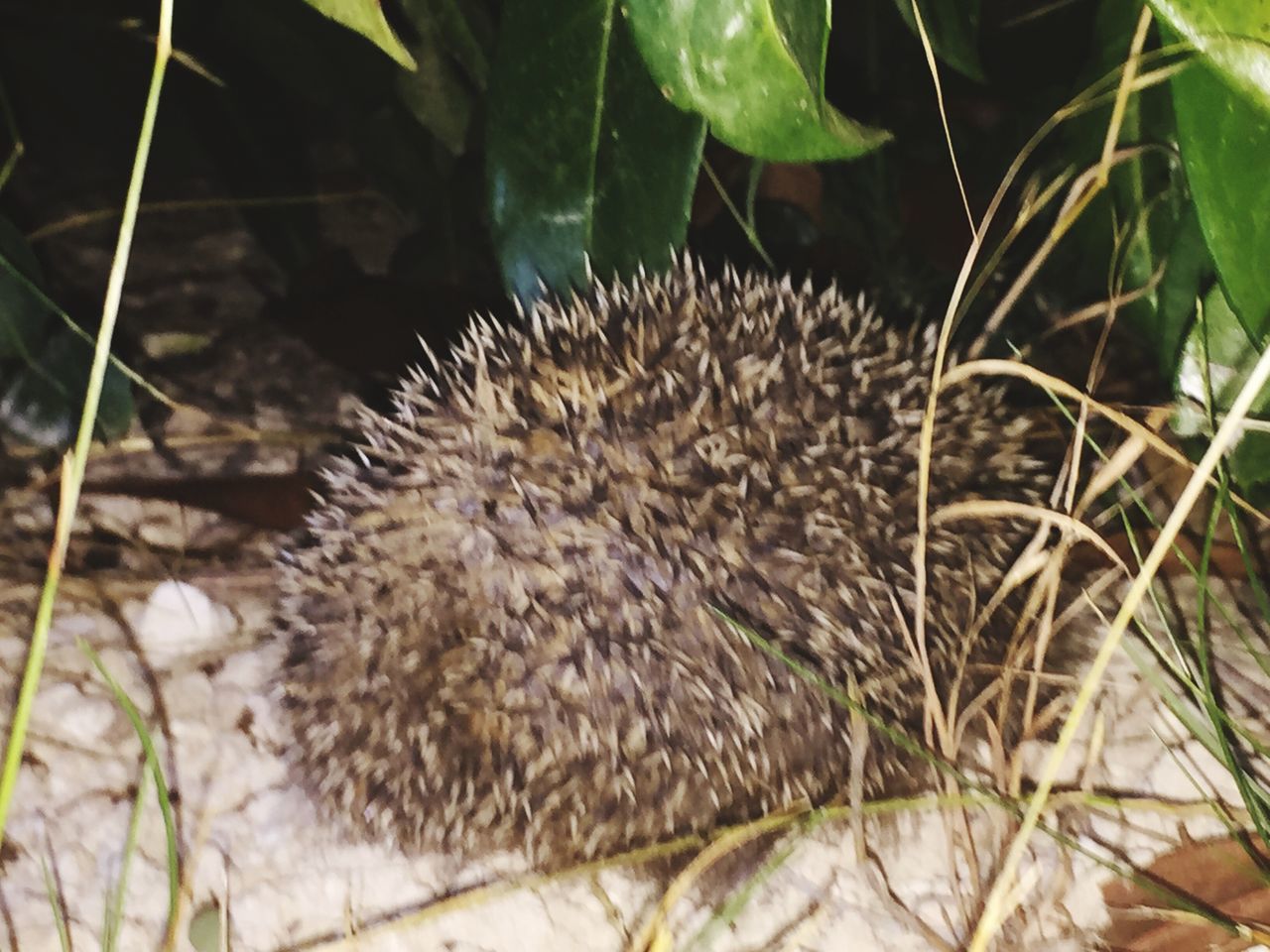 hedgehog, spiked, thorn, nature, close-up, outdoors, day, growth, no people, animal themes, mammal