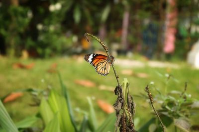 Close-up of butterfly pollinating flower