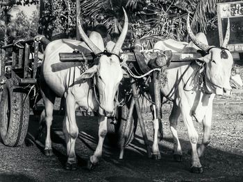 Bullock cat on field in village