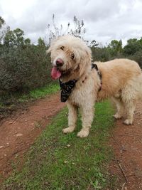 View of dog sticking out tongue on field