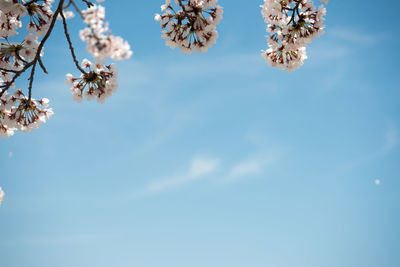 Low angle view of tree against sky