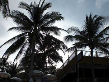 Low angle view of palm trees