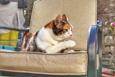 Cat sitting on seat