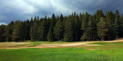 Scenic view of trees against sky