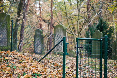 Fence and trees during autumn