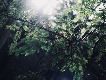 Low angle view of pine tree