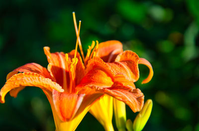 Close-up of orange flowering plant