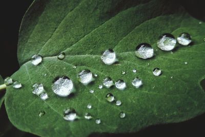 Close-up of raindrops on leaves