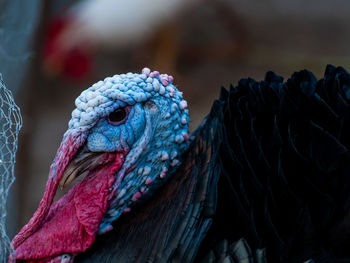 Close-up of a parrot