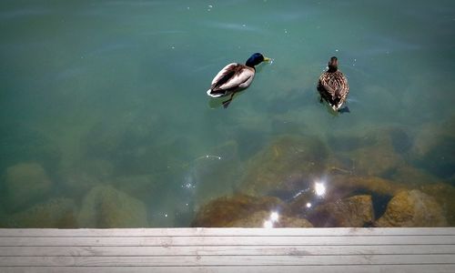 View of birds in water