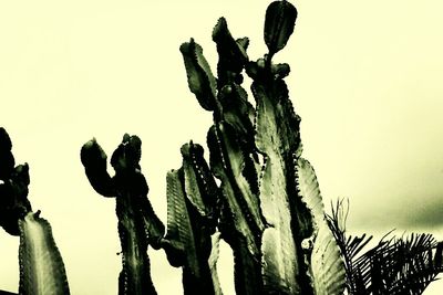 Low angle view of plants against sky