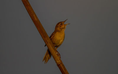 Low angle view of bird perching on branch against clear sky