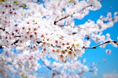 Close-up of pink cherry blossoms blooming against sky