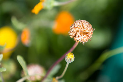 Close-up of flower blooming outdoors