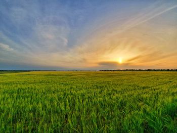 Scenic view of agricultural field against sky during sunset