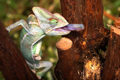 Close-up of lizard on tree trunk