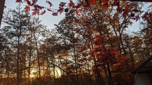 Low angle view of trees against sky during autumn