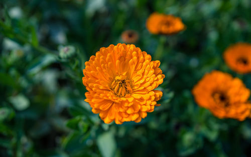 Close-up of red flower