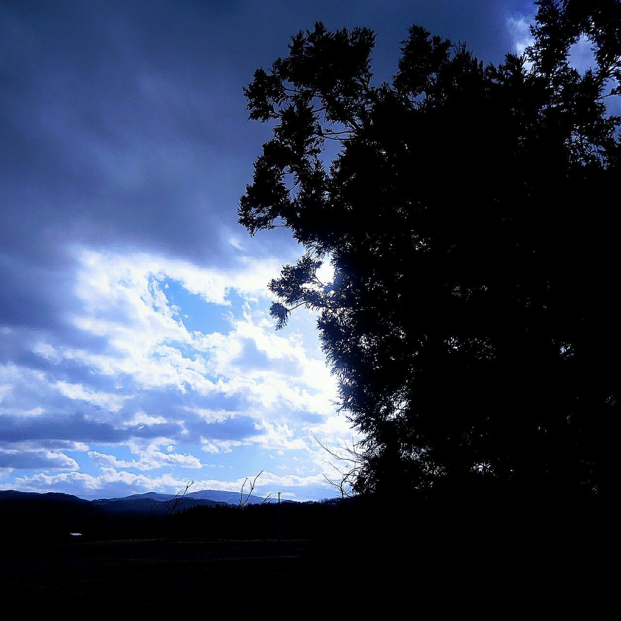 silhouette, sky, tree, tranquility, tranquil scene, cloud - sky, beauty in nature, scenics, cloud, nature, low angle view, landscape, cloudy, sunset, dusk, outdoors, growth, no people, non-urban scene, branch