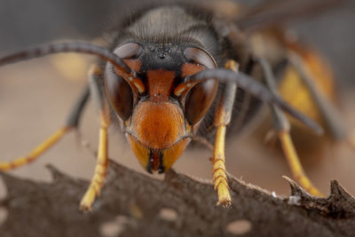 Real vespa velutina or assian wasp macro