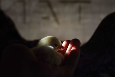 Cropped hand holding baby chicken