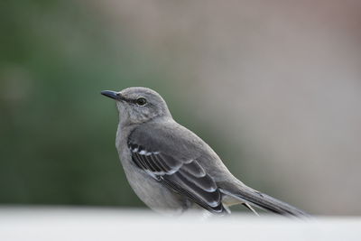 Close-up of bird perching outdoors