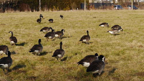 High angle view of canada geese on grassy field