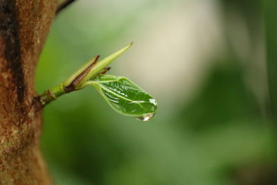 Close-up of plant