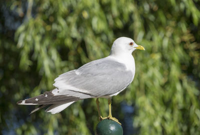 Close-up of seagull perching on plant