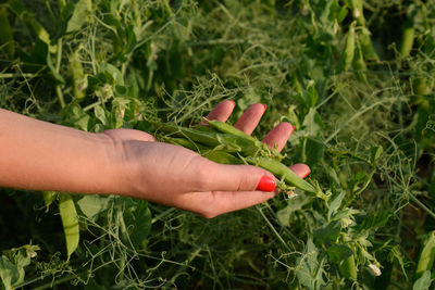 Cropped hand of woman harvesting vegetable at farm