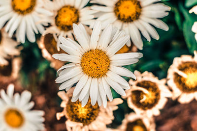 Close-up of white flowers blooming outdoors