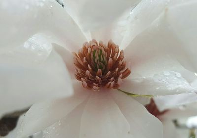 Close-up of white flower