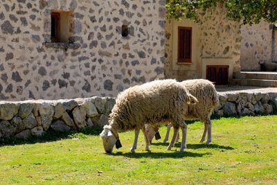 Sheep standing 