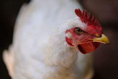 This photo of the rooster was taken in october 2022 at sidoarjo, east java, indonesia at noon