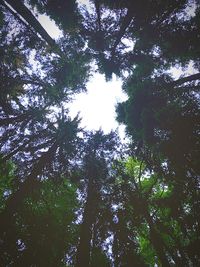 Low angle view of trees in forest against sky